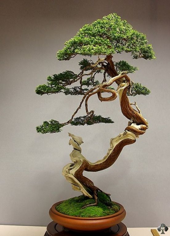 08-juniper-bonsai-blasco-paz